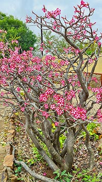 Fiori al Satara Rest Camp del Kruger